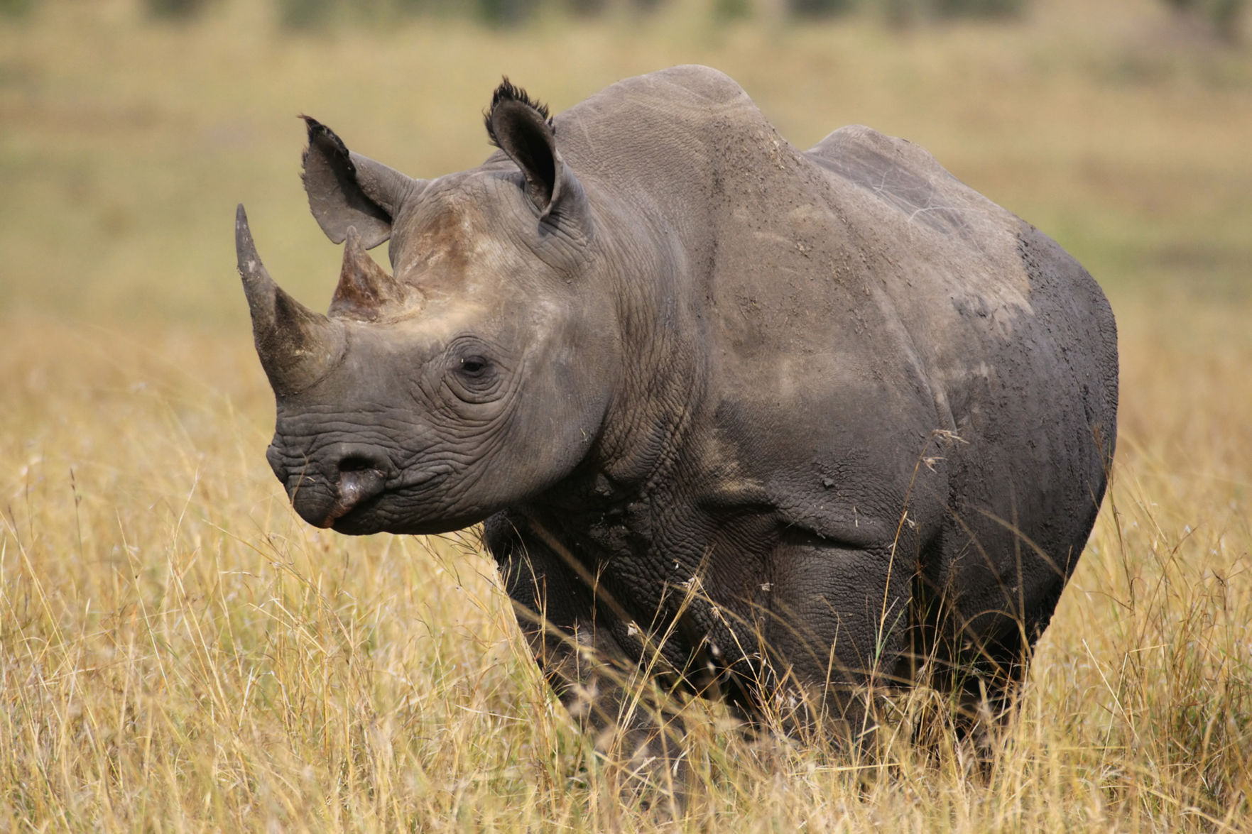 Rhinoceros